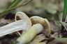 Tavaszi rétgomba (Agrocybe praecox), Pilis